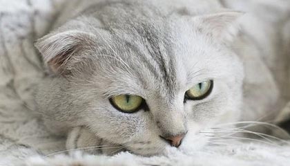 陪游跟导游的不同服务要求